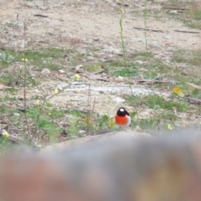 Petroica boodang (Scarlet Robin) at Deakin, ACT - 31 May 2020 by BenW
