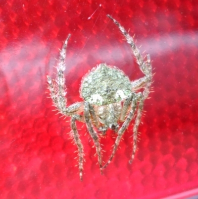 Dolophones sp. (genus) (Wrap-around spider) at Curtin, ACT - 1 Jan 2017 by HiHoSilver