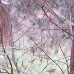 Pyrrholaemus sagittatus (Speckled Warbler) at Deakin, ACT - 31 May 2020 by BenW
