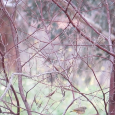 Pyrrholaemus sagittatus (Speckled Warbler) at Deakin, ACT - 31 May 2020 by BenW