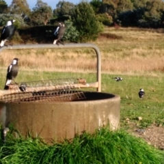 Gymnorhina tibicen (Australian Magpie) at Yarralumla, ACT - 8 Apr 2017 by HiHoSilver