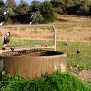 Gymnorhina tibicen at Yarralumla, ACT - 9 Apr 2017 07:41 AM