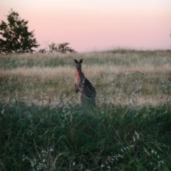 Macropus giganteus (Eastern Grey Kangaroo) at Yarralumla, ACT - 5 Mar 2015 by HiHoSilver