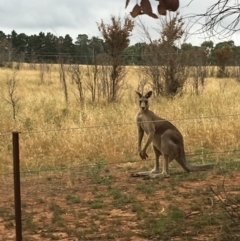 Macropus giganteus (Eastern Grey Kangaroo) at Deakin, ACT - 28 Jan 2019 by HiHoSilver