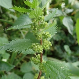 Urtica urens at Cook, ACT - 31 May 2020