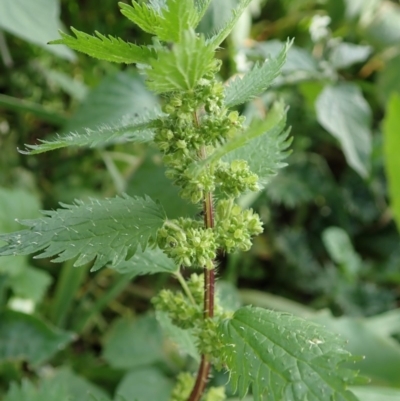 Urtica urens (Small Nettle) at Cook, ACT - 31 May 2020 by CathB