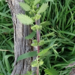 Urtica urens at Cook, ACT - 31 May 2020