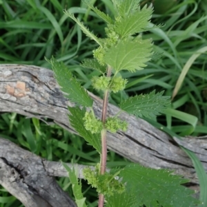 Urtica urens at Cook, ACT - 31 May 2020