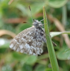 Theclinesthes serpentata (Saltbush Blue) at Mount Painter - 31 May 2020 by CathB