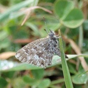 Theclinesthes serpentata at Cook, ACT - 31 May 2020