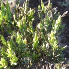 Styphelia triflora (Five-corners) at Sutton, NSW - 25 May 2020 by MichaelMulvaney