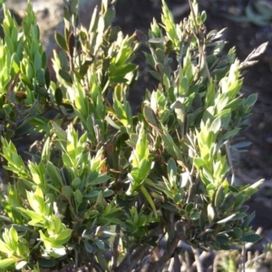 Styphelia triflora at Sutton, NSW - 25 May 2020