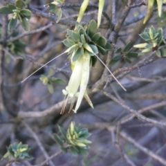Styphelia triflora at Sutton, NSW - 25 May 2020