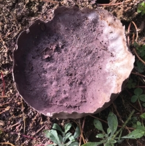 Calvatia cyathiformis at Hawker, ACT - 29 May 2020