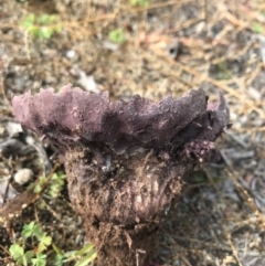 Calvatia cyathiformis at Hawker, ACT - 29 May 2020