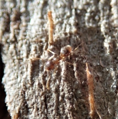 Tapinoma sp. (genus) (Dwarf Pedicel Ant) at Dunlop, ACT - 31 May 2020 by CathB