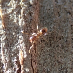 Tapinoma sp. (genus) at Dunlop, ACT - 31 May 2020 12:01 PM