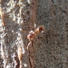 Tapinoma sp. (genus) at Dunlop, ACT - 31 May 2020