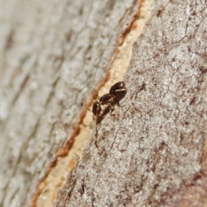 Tapinoma sp. (genus) at Dunlop, ACT - 31 May 2020 12:01 PM