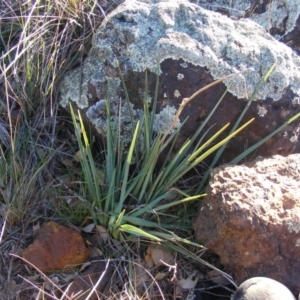 Dianella sp. aff. longifolia (Benambra) at Franklin, ACT - 29 May 2020