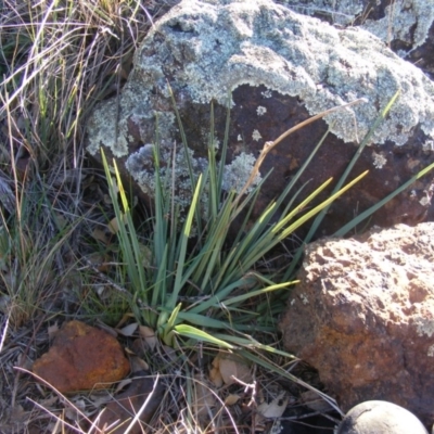 Dianella sp. aff. longifolia (Benambra) (Pale Flax Lily, Blue Flax Lily) at Franklin, ACT - 29 May 2020 by MichaelMulvaney