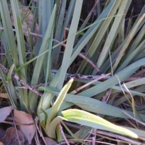 Dianella sp. aff. longifolia (Benambra) at Franklin, ACT - 29 May 2020