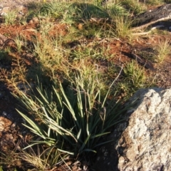 Dianella sp. aff. longifolia (Benambra) at Franklin, ACT - 29 May 2020