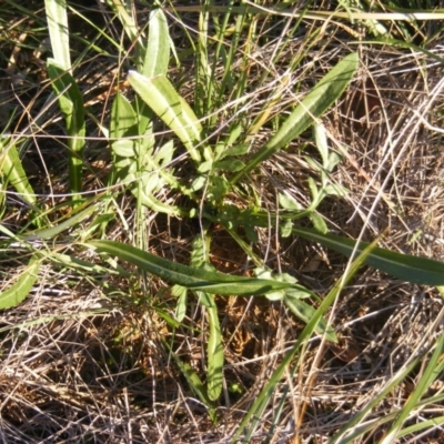 Gazania rigens (Treasure Flower) at Franklin, ACT - 29 May 2020 by MichaelMulvaney