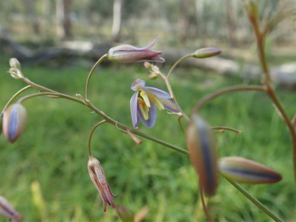 Dianella sp. aff. longifolia (Benambra) at Cook, ACT - 31 May 2020