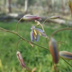 Dianella sp. aff. longifolia (Benambra) (Pale Flax Lily, Blue Flax Lily) at Cook, ACT - 31 May 2020 by CathB