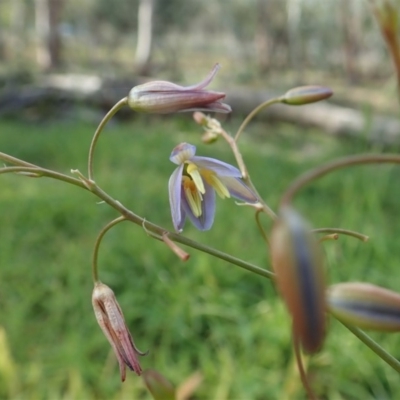 Dianella sp. aff. longifolia (Benambra) (Pale Flax Lily, Blue Flax Lily) at Mount Painter - 31 May 2020 by CathB