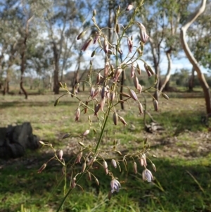 Dianella sp. aff. longifolia (Benambra) at Cook, ACT - 31 May 2020 11:53 AM