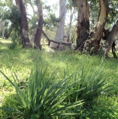 Dianella sp. aff. longifolia (Benambra) at Cook, ACT - 31 May 2020 11:53 AM