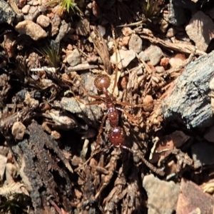 Aphaenogaster longiceps at Aranda, ACT - 9 Mar 2020 05:52 PM