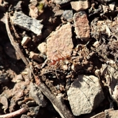 Aphaenogaster longiceps at Aranda, ACT - 9 Mar 2020 05:52 PM