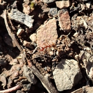 Aphaenogaster longiceps at Aranda, ACT - 9 Mar 2020 05:52 PM