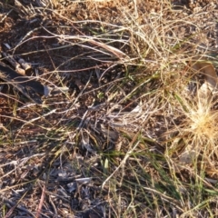 Aristida behriana at Franklin, ACT - 29 May 2020