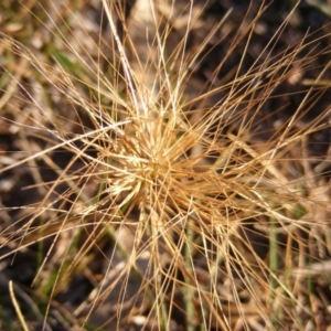 Aristida behriana at Franklin, ACT - 29 May 2020