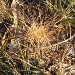 Aristida behriana at Franklin, ACT - 29 May 2020