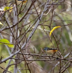 Pardalotus punctatus (Spotted Pardalote) at Florey, ACT - 31 May 2020 by b