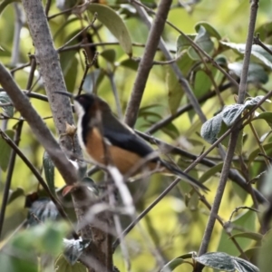 Acanthorhynchus tenuirostris at Weston, ACT - 17 May 2020