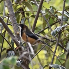 Acanthorhynchus tenuirostris (Eastern Spinebill) at Weston, ACT - 17 May 2020 by AliceH