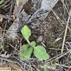 Cymbonotus sp. (preissianus or lawsonianus) (Bears Ears) at Sth Tablelands Ecosystem Park - 30 May 2020 by JanetRussell