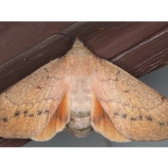 Entometa apicalis (Gum Snout Moth) at Lilli Pilli, NSW - 28 May 2020 by jb2602