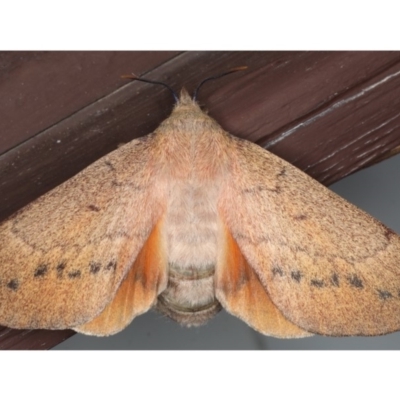 Entometa apicalis (Gum Snout Moth) at Lilli Pilli, NSW - 28 May 2020 by jb2602