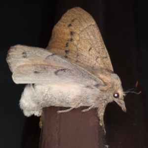 Entometa apicalis at Lilli Pilli, NSW - 28 May 2020 11:42 PM