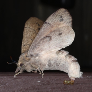 Entometa apicalis at Lilli Pilli, NSW - 28 May 2020 11:42 PM