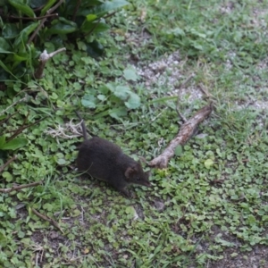 Antechinus mimetes mimetes at Currowan, NSW - 6 Nov 2018