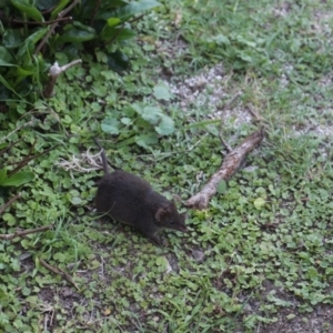 Antechinus mimetes mimetes at Currowan, NSW - 6 Nov 2018 03:54 PM