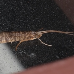 LEPTOCERIDAE at Lilli Pilli, NSW - 28 May 2020 by jb2602